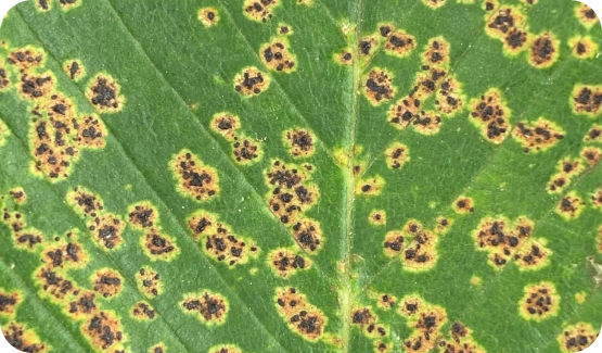 anthracnose