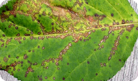 anthracnose