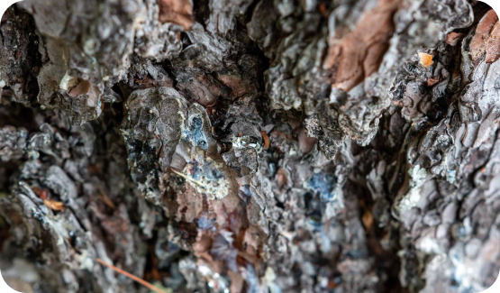 aphids