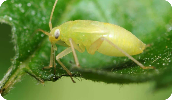 aphids