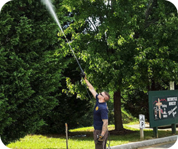 tree spraying