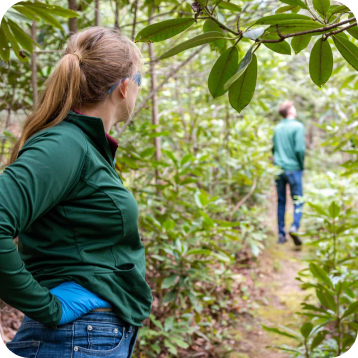 Arborist Consultation in the Christiansburg and Roanoke, VA Areas
