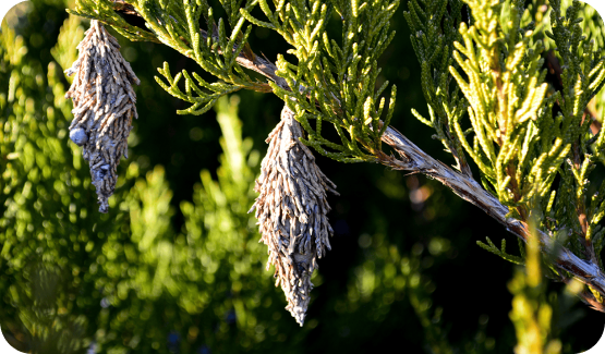 bagworm