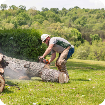 Tree Trimming and Removal Roanoke, VA