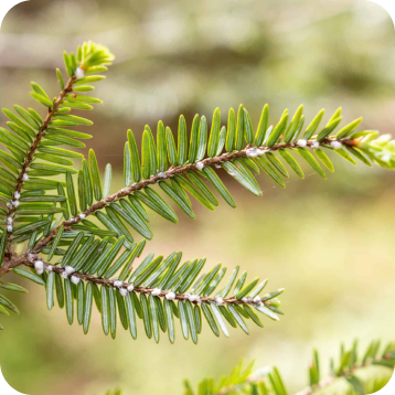 Common Tree Diseases Diagnosis and Treatment Southwest Virginia