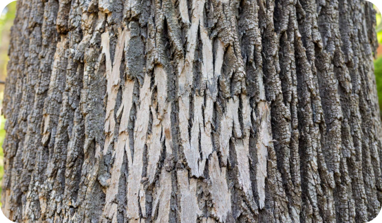 emerald ash borer