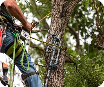 tree services
