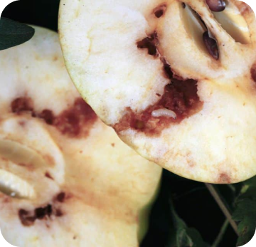 Apple Maggots