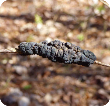 Black Knot
