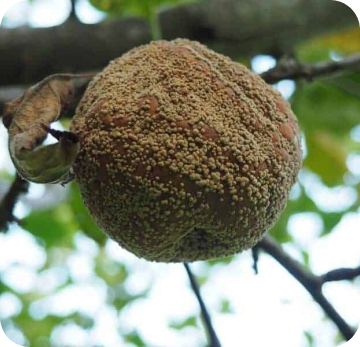 Brown Rot