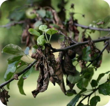Fire Blight