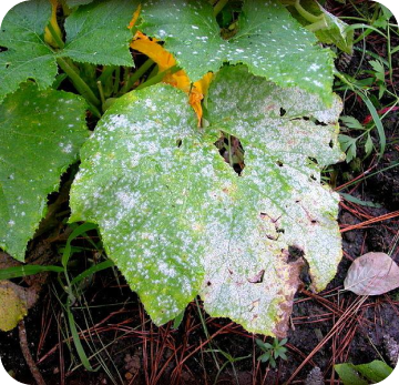 Powdery Mildew