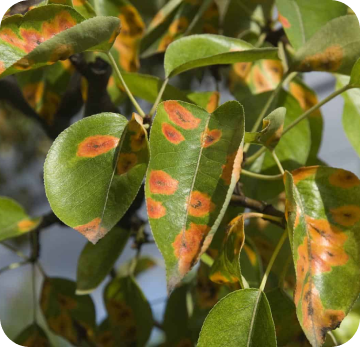 Rust Spots