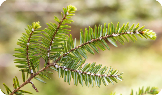 hemlock woolly adelgid