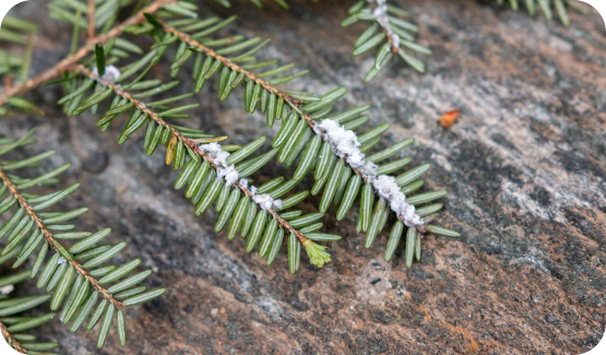 hemlock woolly adelgid