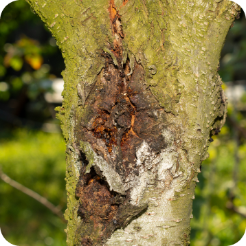 Insect & Disease Management in the Christiansburg and Roanoke, VA Areas