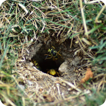 Grub and Insect Control Services in the Christiansburg and Roanoke, VA Areas