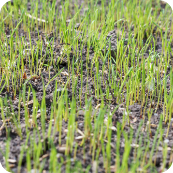Professional Lawn Seeding Services in the Christiansburg and Roanoke, VA Areas
