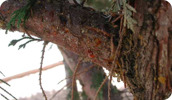 seiridium canker