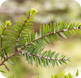 hemlock woolly adelgid