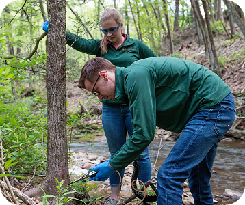 arborist consultation