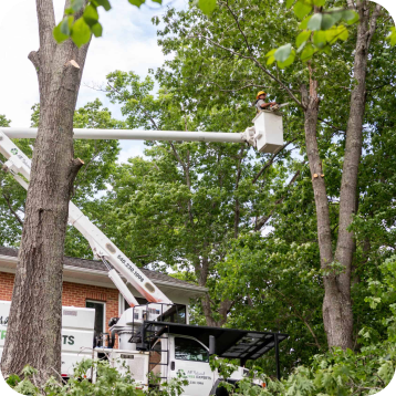 Tree Removal in the Christiansburg and Roanoke, VA Areas